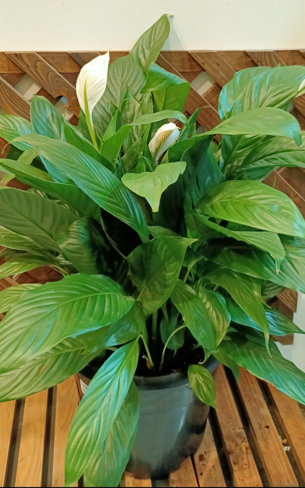 Buy Spathiphyllum - Peace Lily - Type 4 Online| Qetaat.com